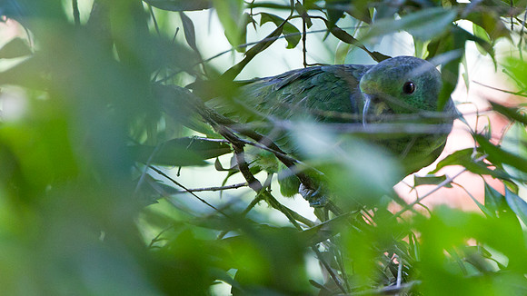 Scaly-naped Parrot (Amazona mercenaria)