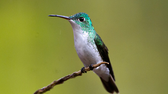 Andean Emerald (Amazilia franciae)