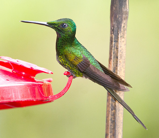 Empress Brilliant (Heliodoxa imperatrix)