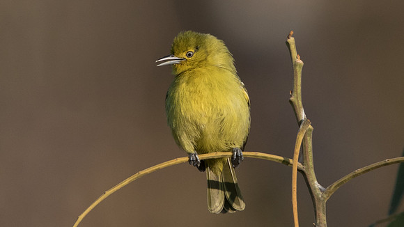 Common iora (Aegithina tiphia)
