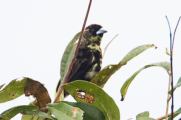 Variable Seedeater (Sporophila corvina) male