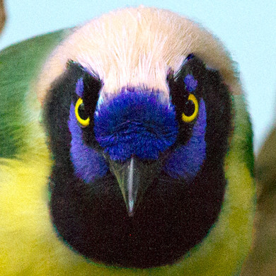 Green Jay (Cyanocorax yncas)