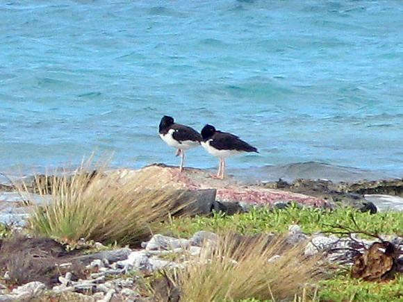 American Oystercatcher (Haematopus palliatus) also known as American Pied Oystercatcher