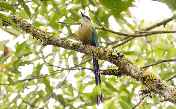 Highland Motmot (Momotus aequatorialis)