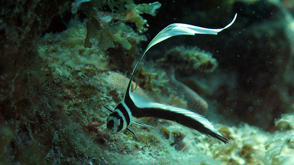 Juvenile Drumfish (Family Sciaenidae)