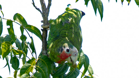 Cuban Amazon (amazona leucocephala hesterna) also known as Rose-throated Parrot, Cuban Parrot