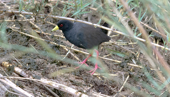 Black Crake (Amaurornis flavirostra)