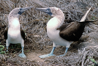 Blue-footed Booby (Sula nebouxii)