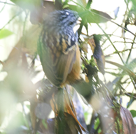 Long-tailed Antbird (Drymophila caudata)