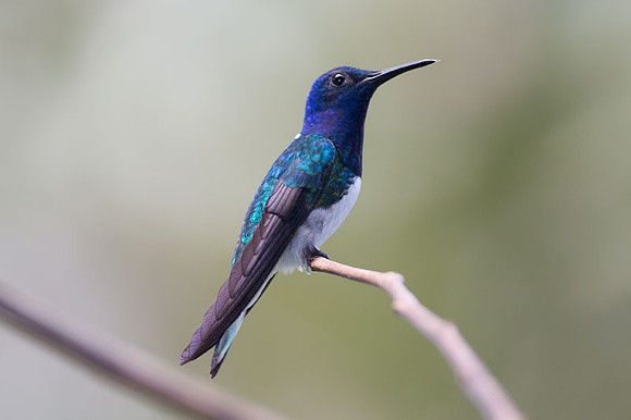 White-necked Jacobin (Florisuga mellivora) male