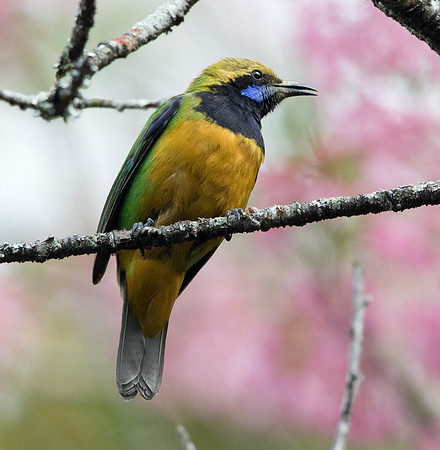 Orange-bellied leafbird (Chloropsis hardwickii)