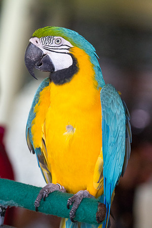 Blue-and-yellow macaw (Ara ararauna)