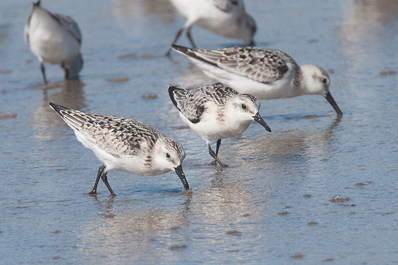 Sanderling (Calidris alba)