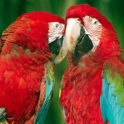 Red-and-green Macaw (Ara chloropterus)