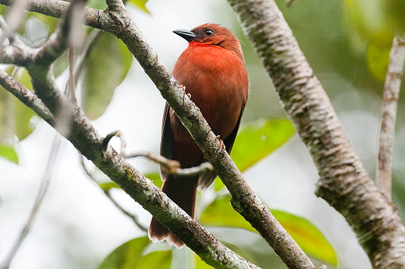 Red-throated Ant-tanager (Habia fuscicauda)