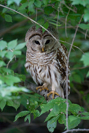 Barred Owl (Strix varia)