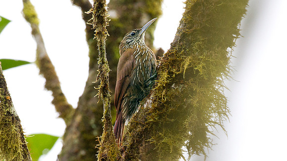 Montane Woodcreeper (Lepidocolaptes lacrymiger)
