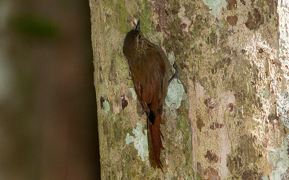 Wedge-billed Woodcreeper (Glyphorynchus spirurus)