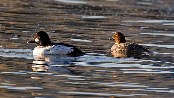 Common Goldeneye (Bucephala clangula)