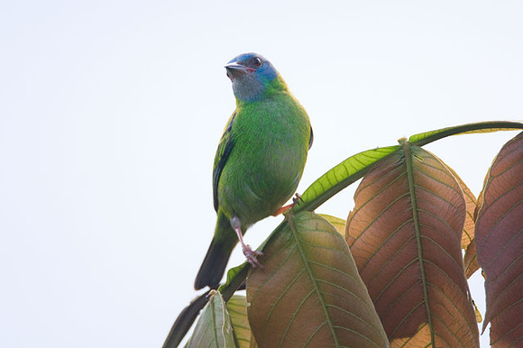 Blue Dacnis (Dacnis cayana) also known as Turquoise Honeycreeper