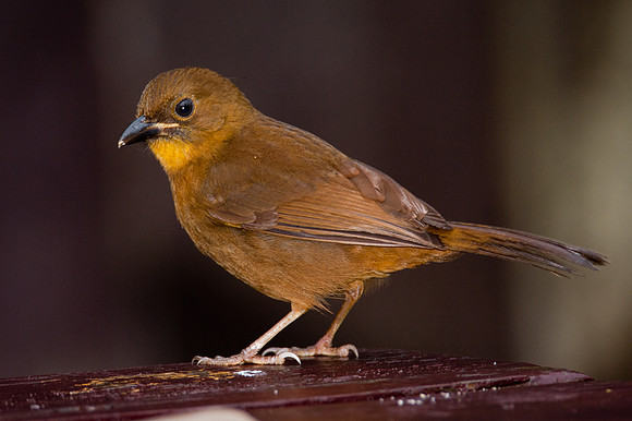 Red-throated Ant-tanager (Habia fuscicauda) female