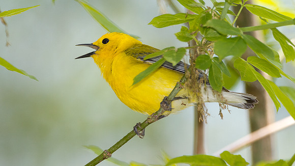 Prothonotary Warbler (Protonotaria citrea)