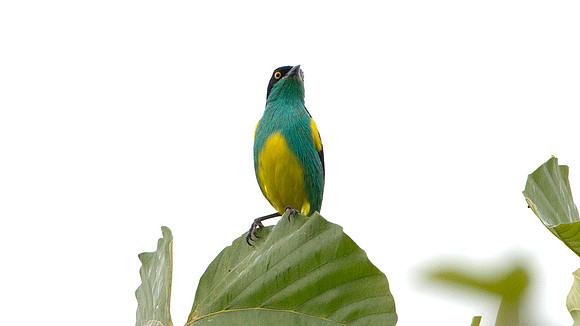 Black-faced Dacnis (Dacnis lineata)