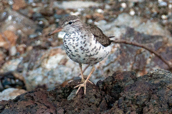 Spotted Sandpiper (Actitis macularius)