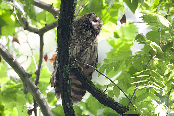 Barred Owl (Strix varia)