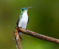 Andean Emerald (Amazilia franciae)