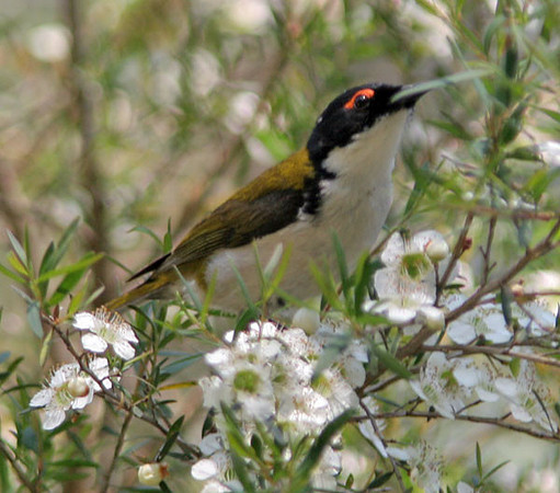 White-naped Honeyeater (Melithreptus lunatus)