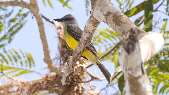 Tropical Kingbird (Tyrannus melancholicus)