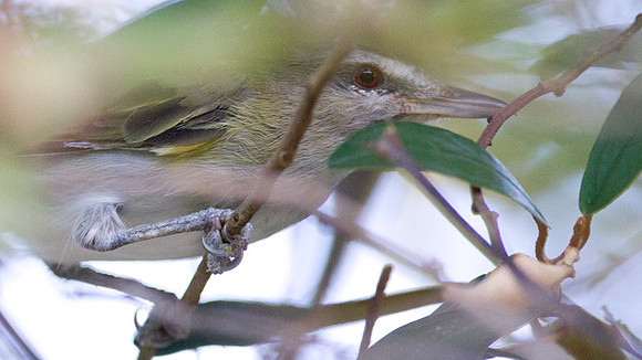 Black-whiskered Vireo (Vireo altiloquus)