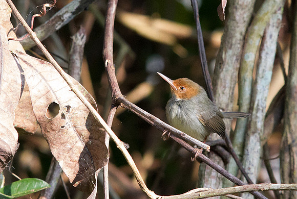 Olive-backed tailorbird (Orthotomus sepium)