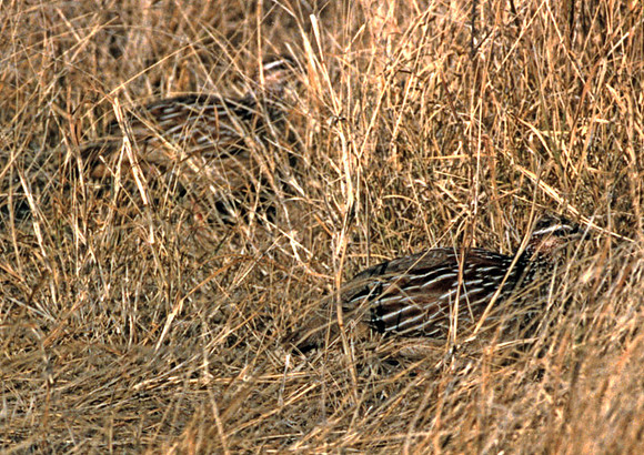 Crested Francolin (Francolinus sephaena)