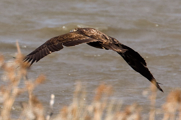 Bald Eagle (Haliaeetus leucocephalus) immature