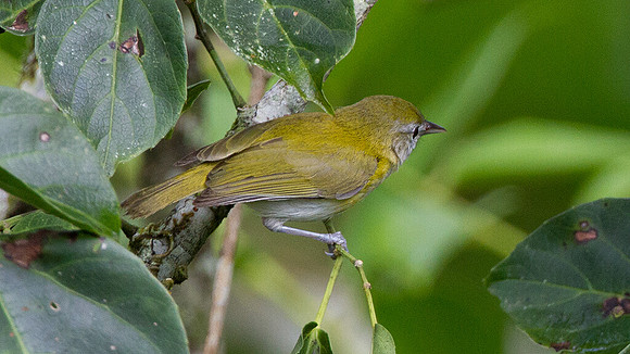 Lesser Greenlet (Hylophilus decurtatus)