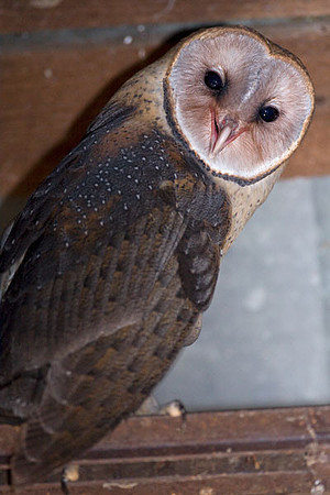 Western Barn Owl (Tyto alba)