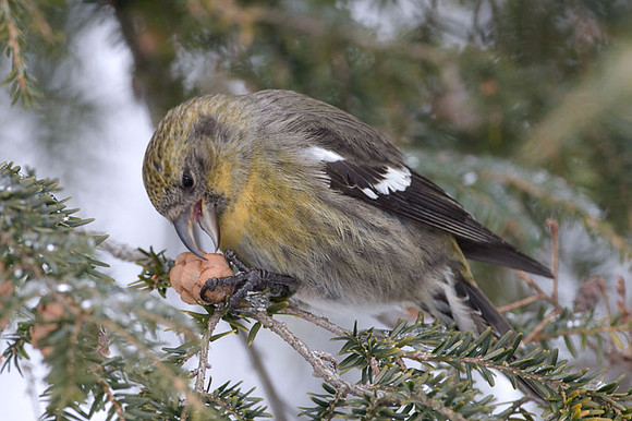 Two-barred Crossbill (Loxia leucoptera) female; also known as White-winged Crossbill