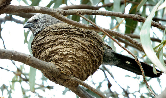 Apostlebird (Struthidea cinerea)