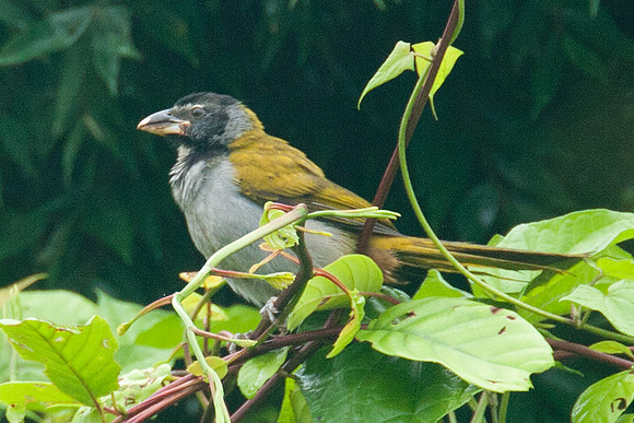 Black-headed Saltator (Saltator atriceps)