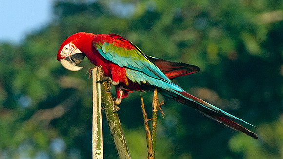 Red-and-green Macaw (Ara chloropterus)