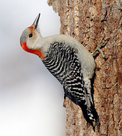 Red-bellied Woodpecker (Melanerpes carolinus) female