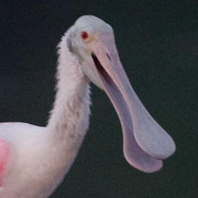 Roseate Spoonbill (Platalea ajaja)