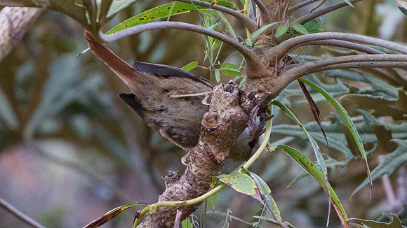Creamy-crested Spinetail (Cranioleuca albicapilla)