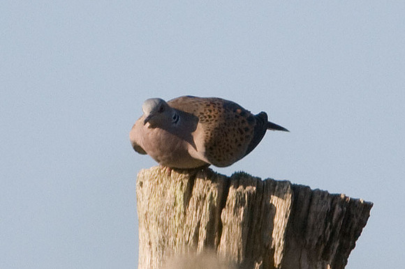 European Turtle Dove (Streptopelia turtur)