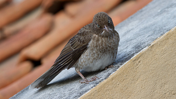 Pearly-eyed Thrasher (Margarops fuscatus)