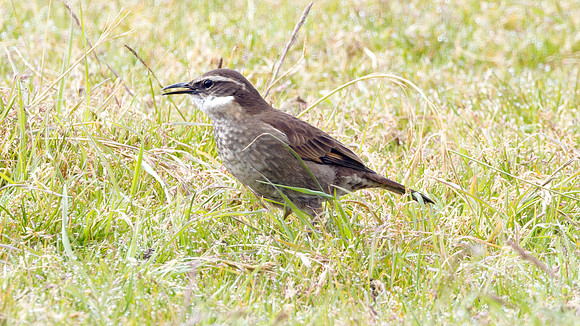 Stout-billed Cinclodes (Cinclodes excelsior)