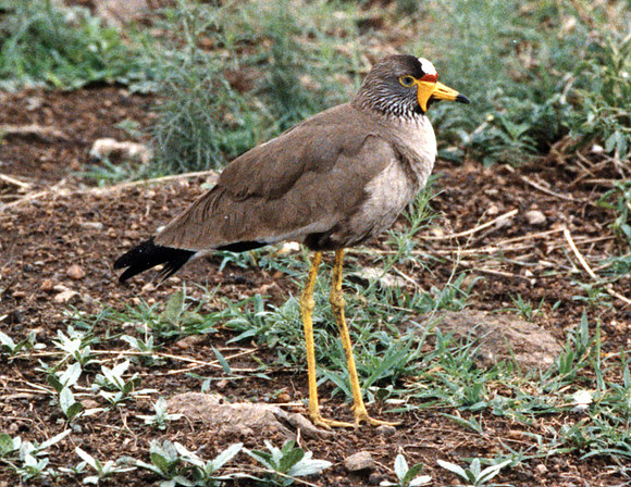 African Wattled Lapwing (Vanellus senegallus) also known as Senegal Wattled Plover