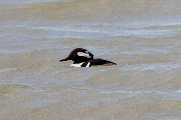 Hooded Merganser (Lophodytes cucullatus)